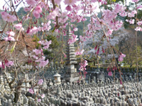 桜の季節の念仏寺